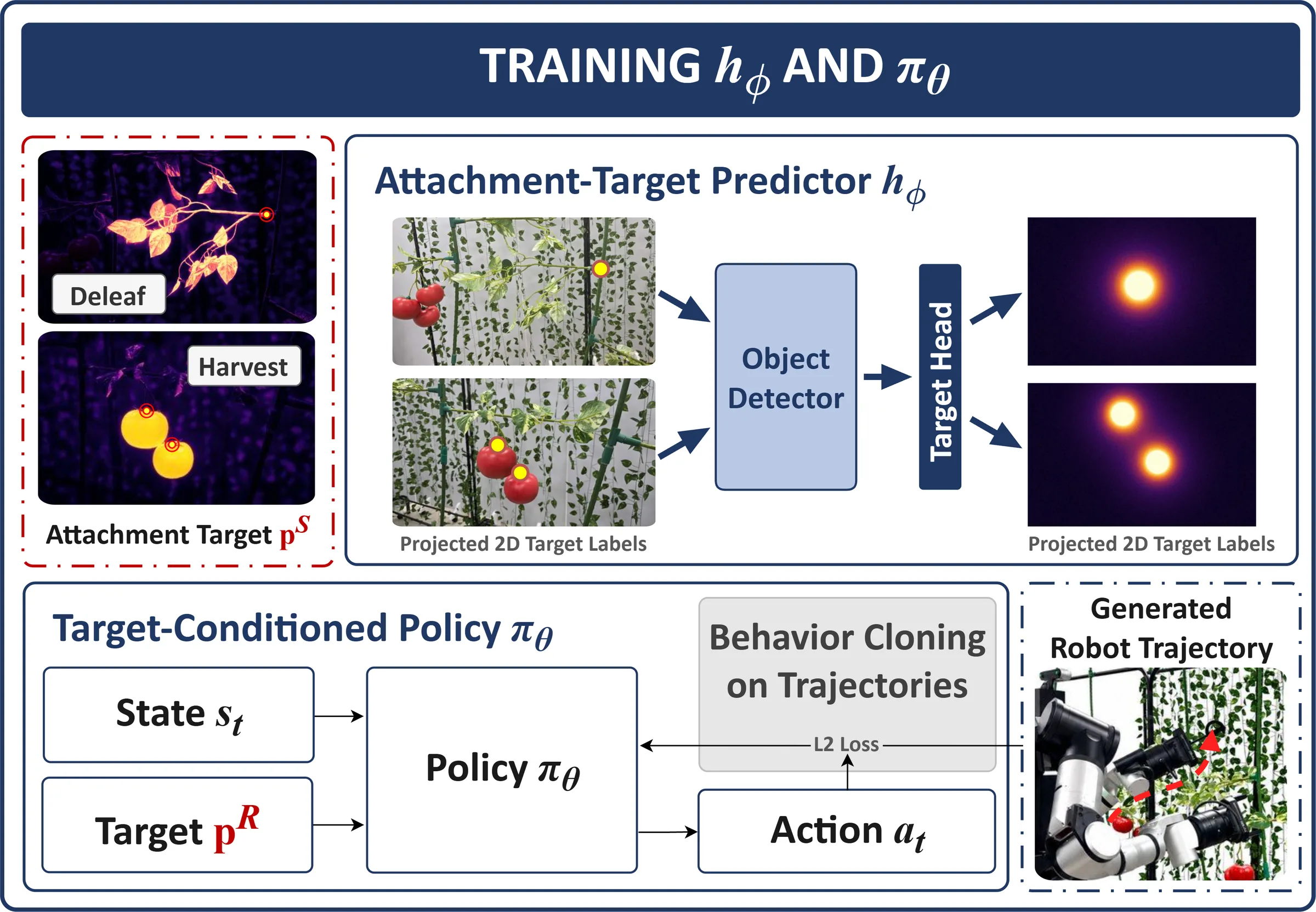 Training diagram: recovered attachment targets for deleafing and harvesting supervise an attachment-target predictor, an object detector with a target head that outputs projected 2D target heatmaps, while generated robot trajectories supervise a target-conditioned policy through behavior cloning with an L2 loss.