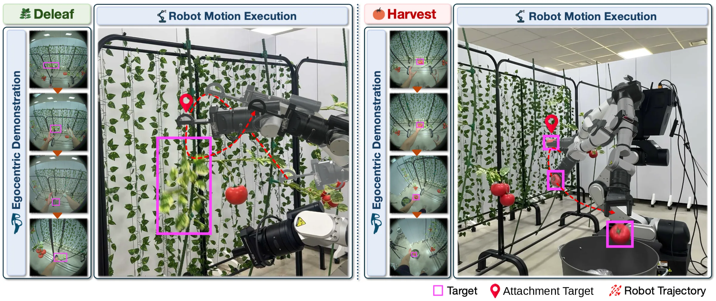 Deleafing and harvesting examples: egocentric demonstration frames with the target highlighted, next to the robot following the generated trajectory to the attachment target on the tomato-vine rig.